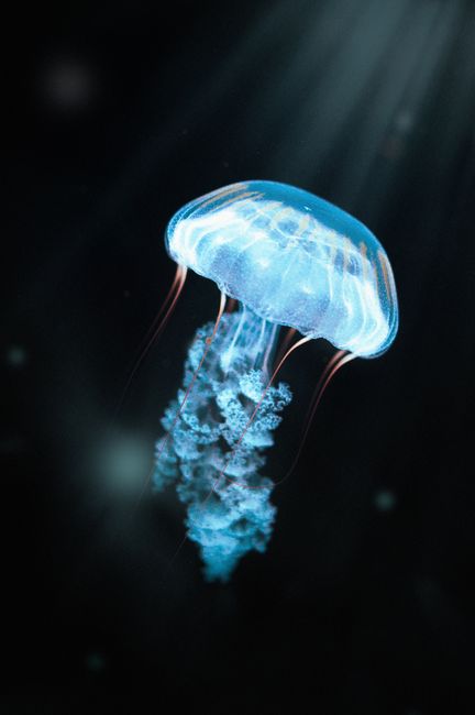 Jellyfin Setup Guide: Your Complete Open-Source Media Server Walkthrough