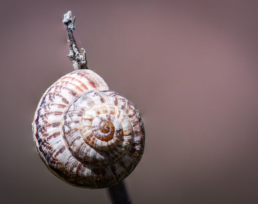 Debian vs Ubuntu: Which Linux Distribution Is Right for You?